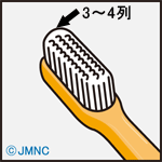 歯ブラシのヘッド横幅は、毛束が横3～4列
